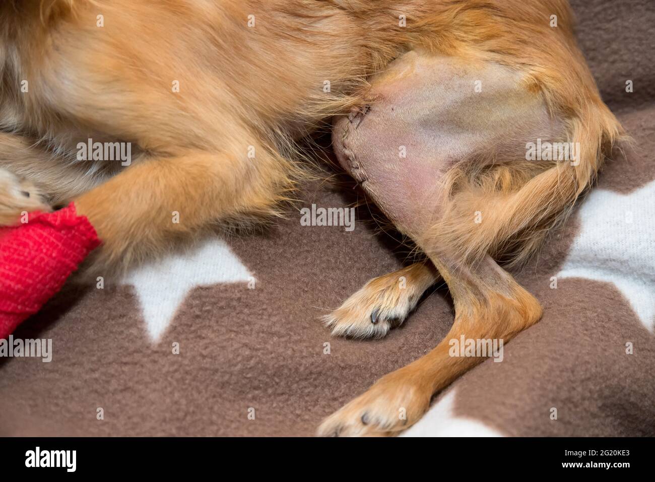 Patellar luxation in dog. Surgical correction of anatomic abnormalities Stock Photo