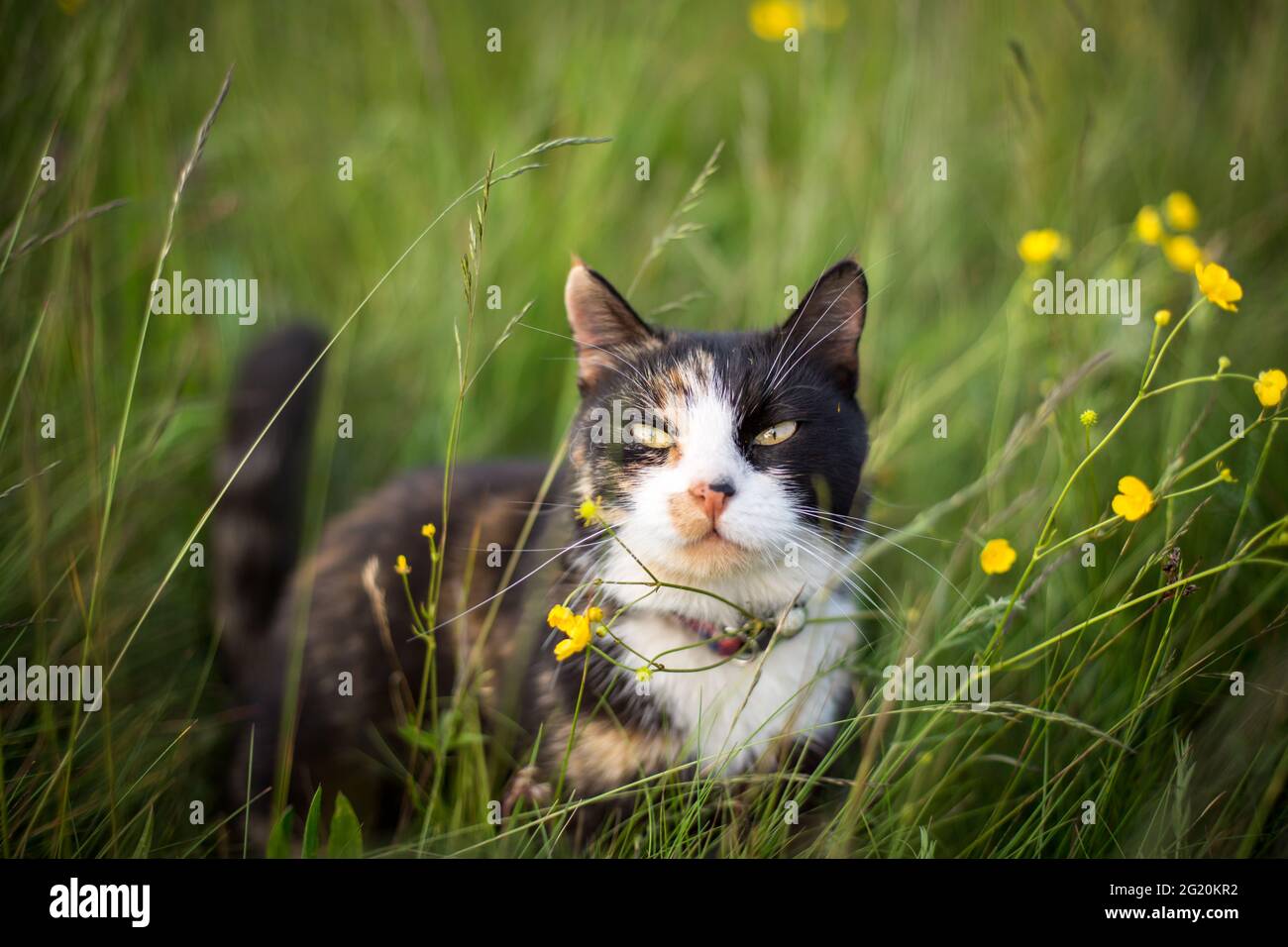 Tortoiseshell cat in the flower meadow Stock Photo