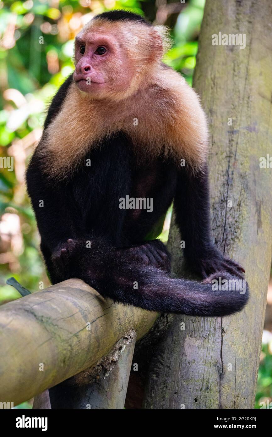 White faced monkey Stock Photo - Alamy