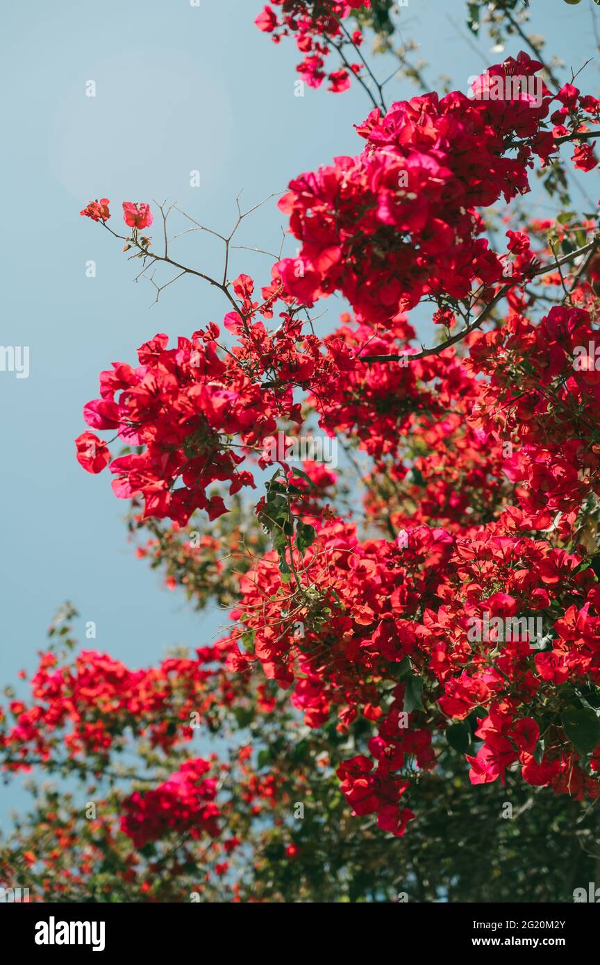 Bougainvillea blossom. A lot of beutiful small pink flowers on tree. Sunny summer day in Greece. Blue sky. Stock Photo