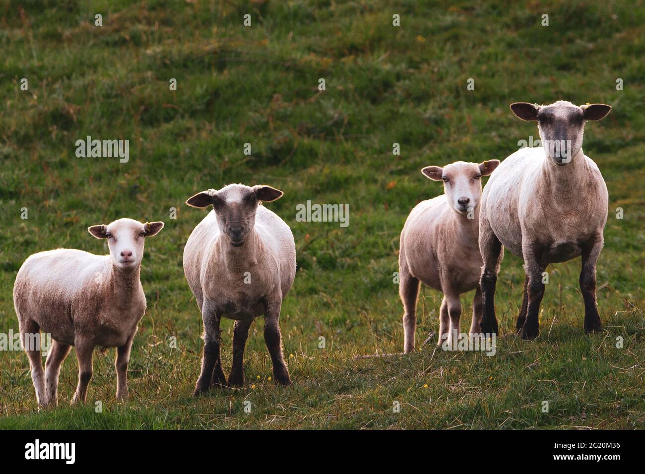 A small group of sheep stare towards the camera in a field near Weymouth, Dorset Stock Photo