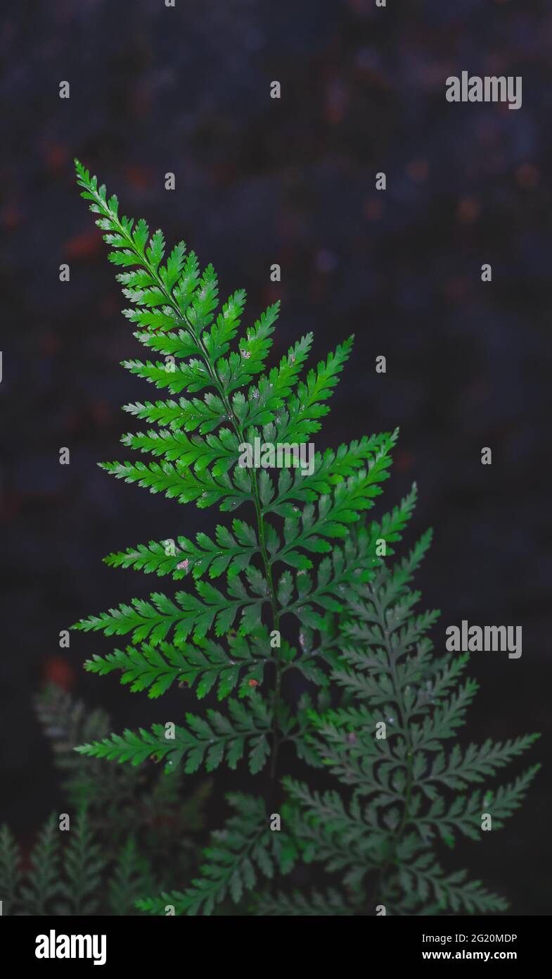 Fresh and green leaves with background for the wallpaper Stock Photo ...
