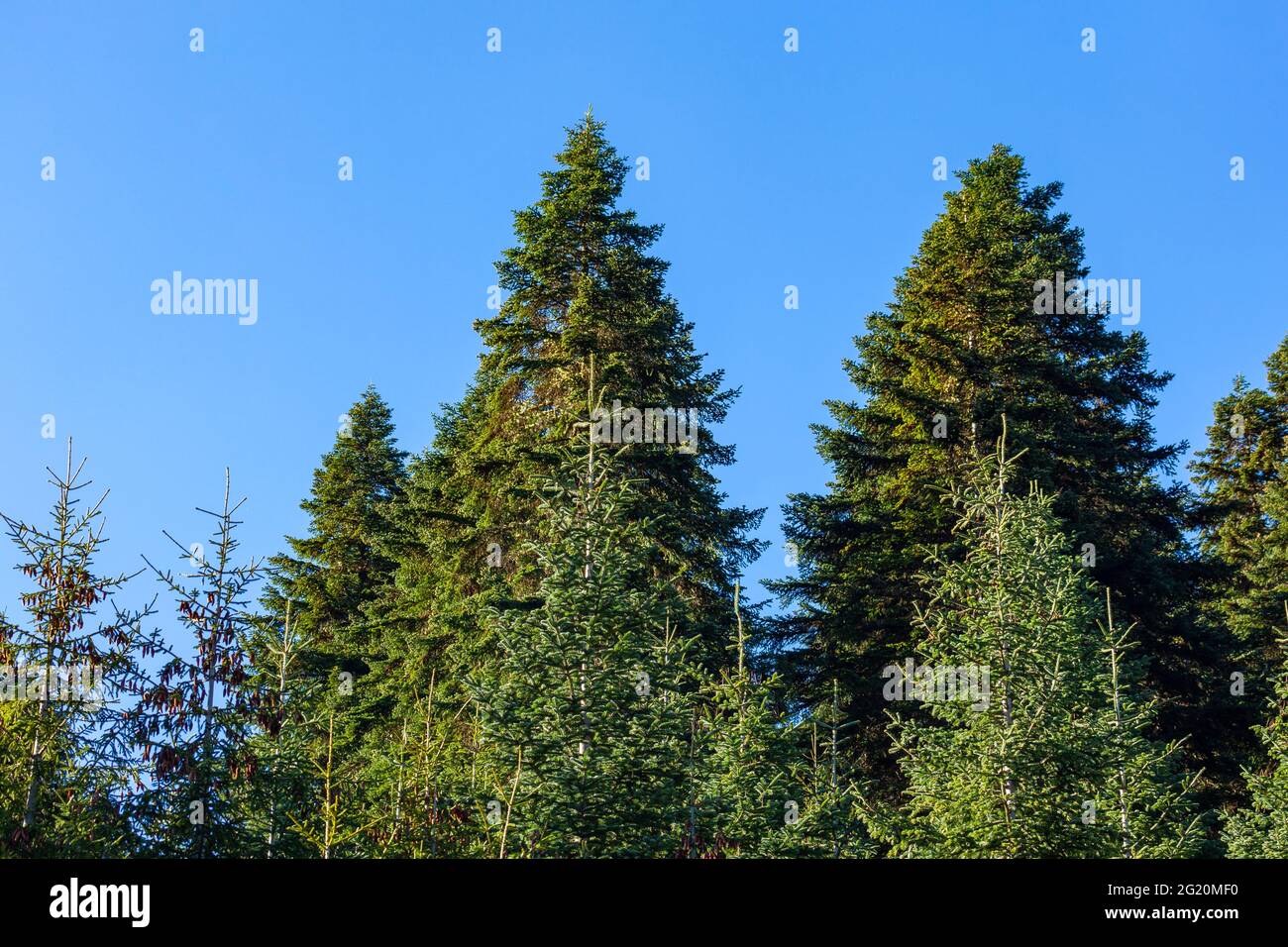 Green trees in a forest of old spruce, fir and pine trees in wilderness ...