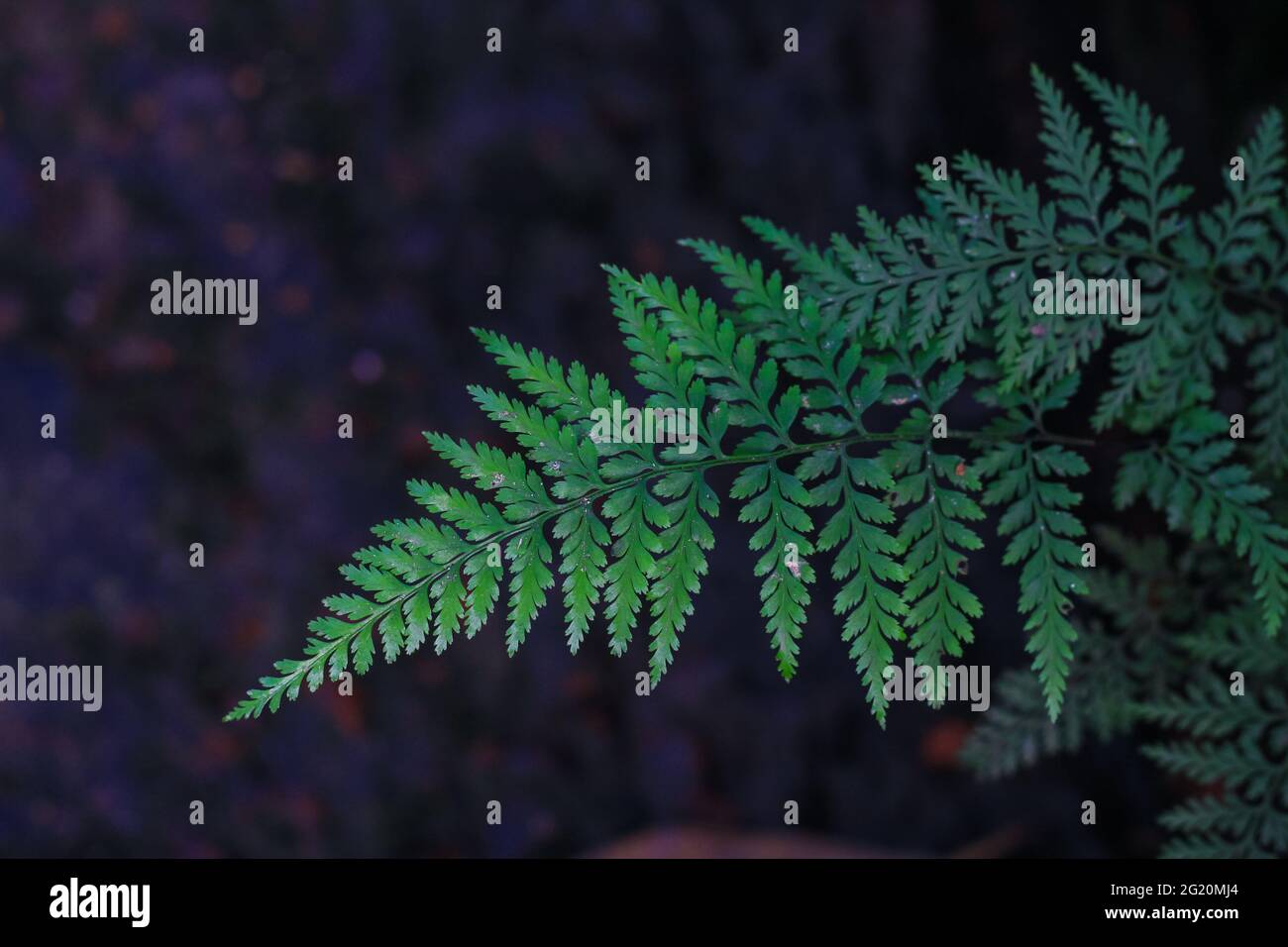 Fresh and green leaves with background for the wallpaper Stock Photo ...