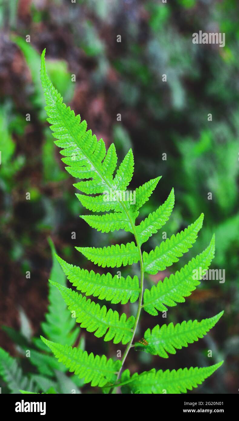 Fresh and green leaves with background for the wallpaper Stock Photo ...