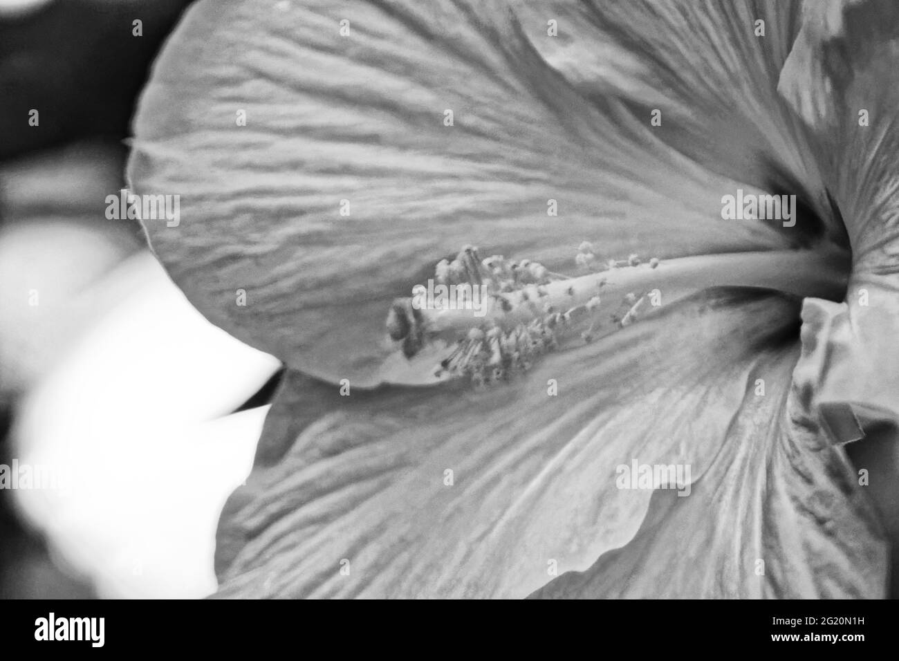 Photo Chinese hibiscus, or Hibiscus (Latin Hibiscus rosasinensis