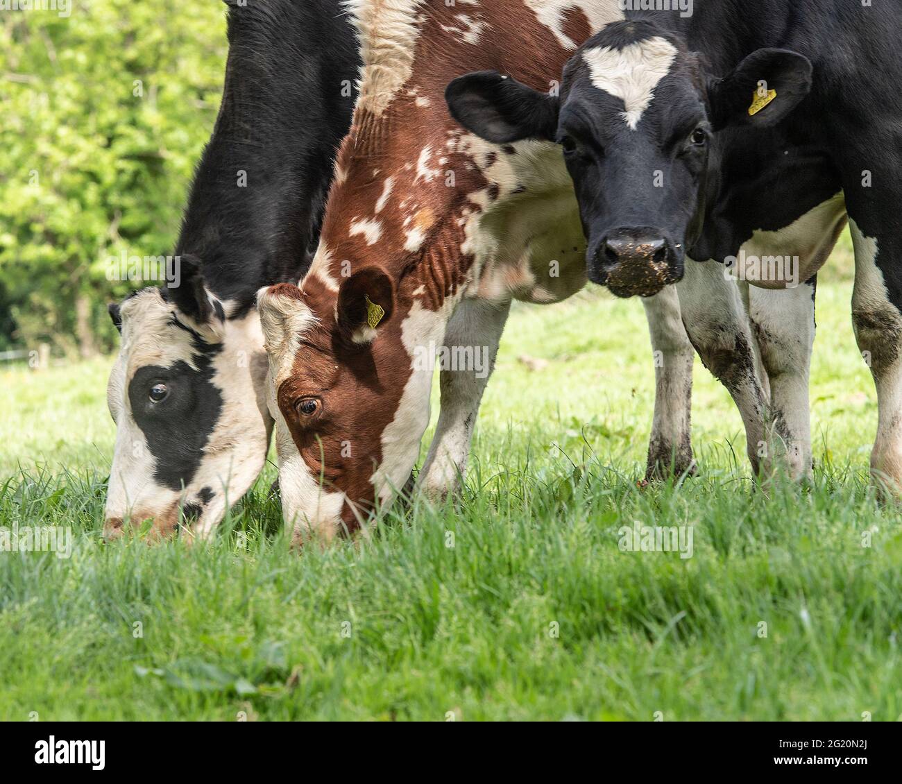 three dairy cows grazing Stock Photo