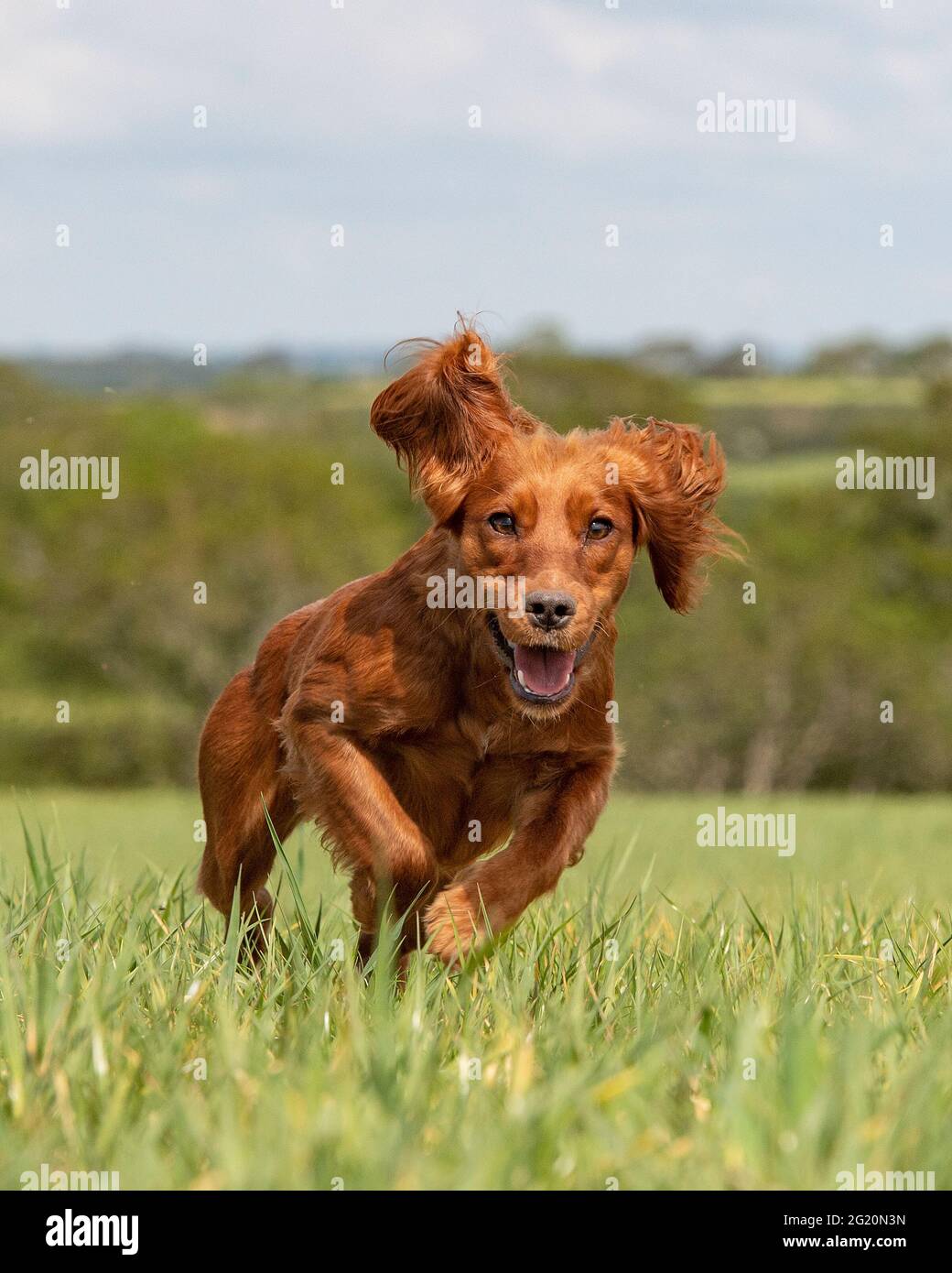 working cocker spaniel dog Stock Photo Alamy