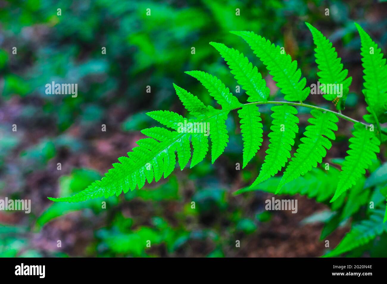Fresh and green leaves with background for the wallpaper Stock Photo ...