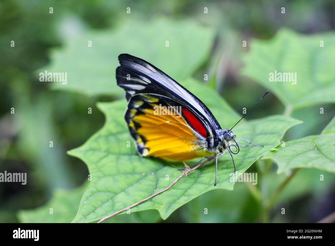 Beautiful yellow butterfly on the leaf with green background. Stock Photo