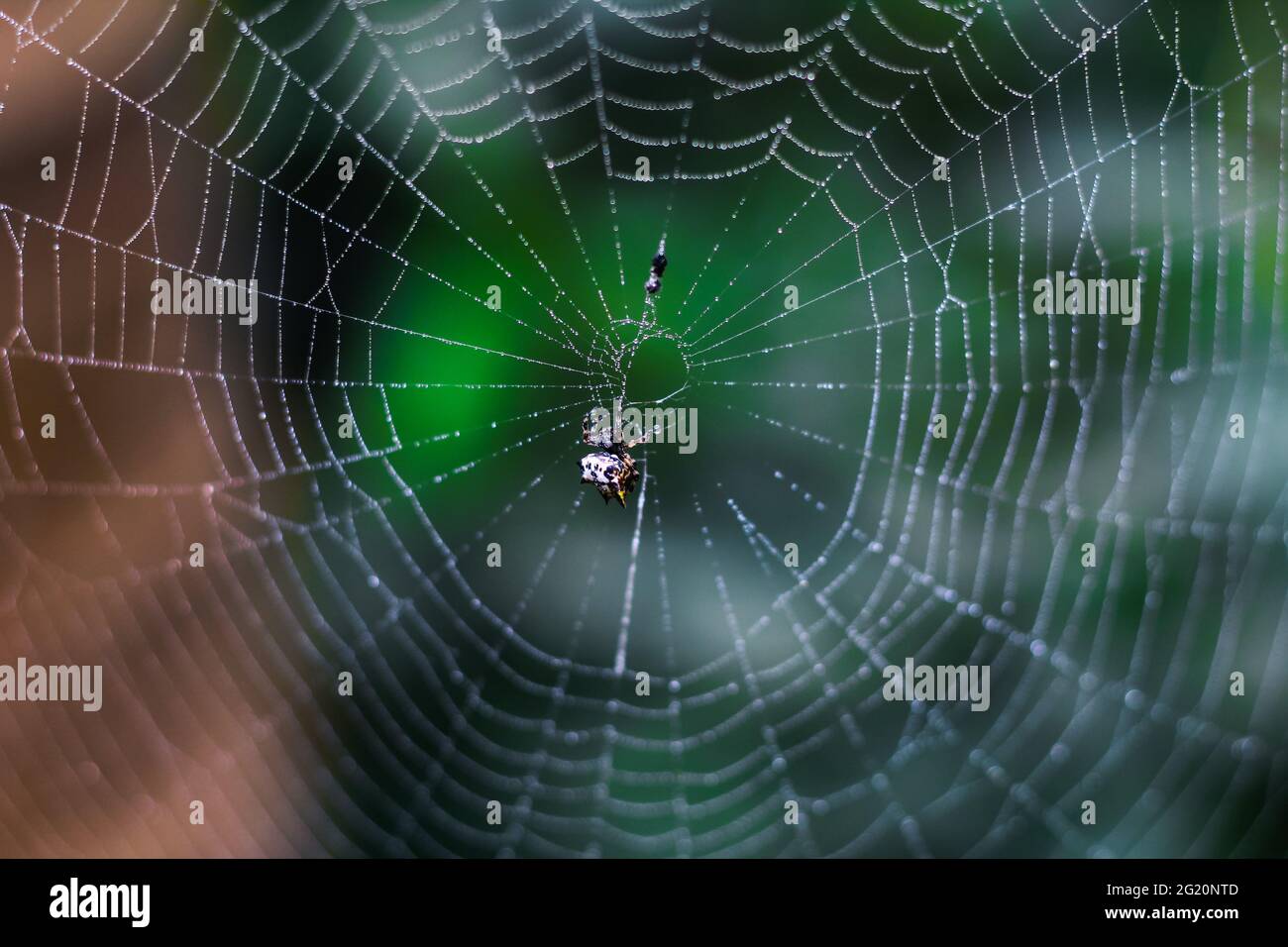 Spider Sitting On The Web With Green Background Dewdrops On Spider Web Cobweb Closeup With Green And Bokeh Background For The Wallpaper Stock Photo Alamy