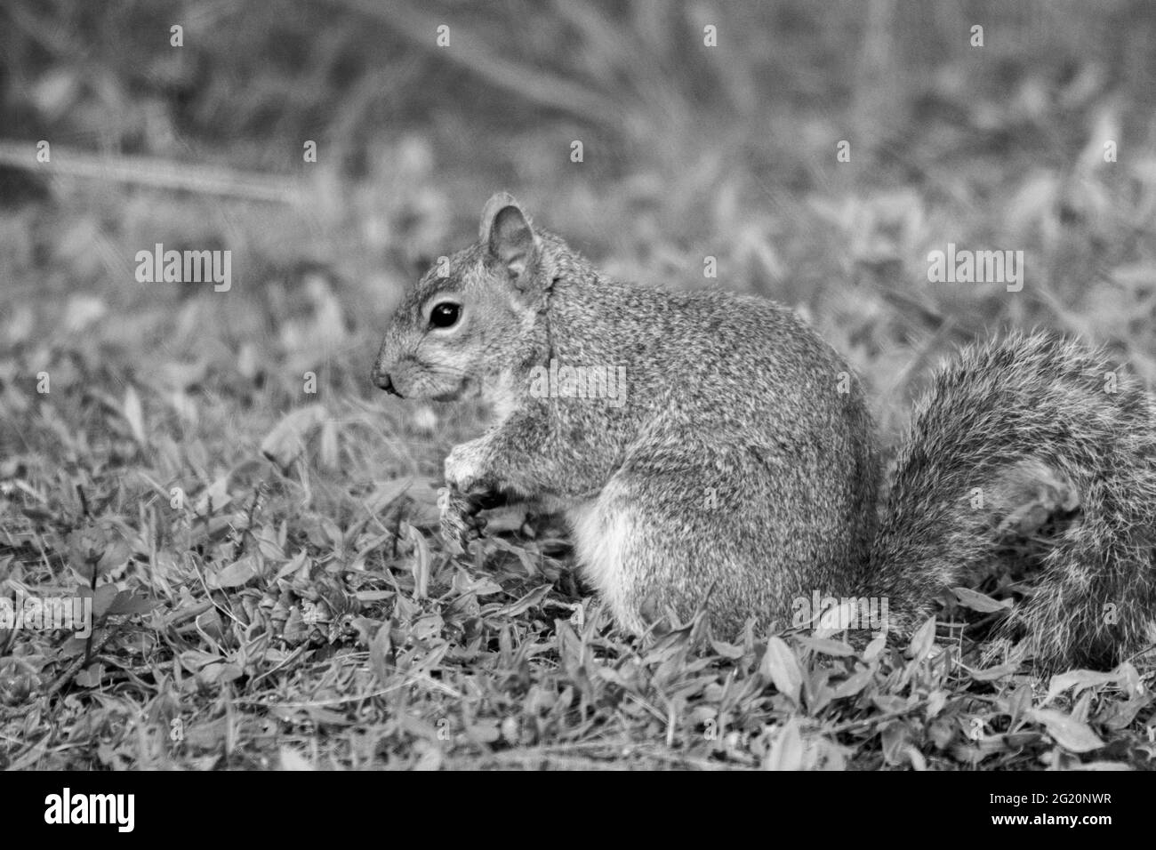 A cute young squirrel pauses while eating food Stock Photo