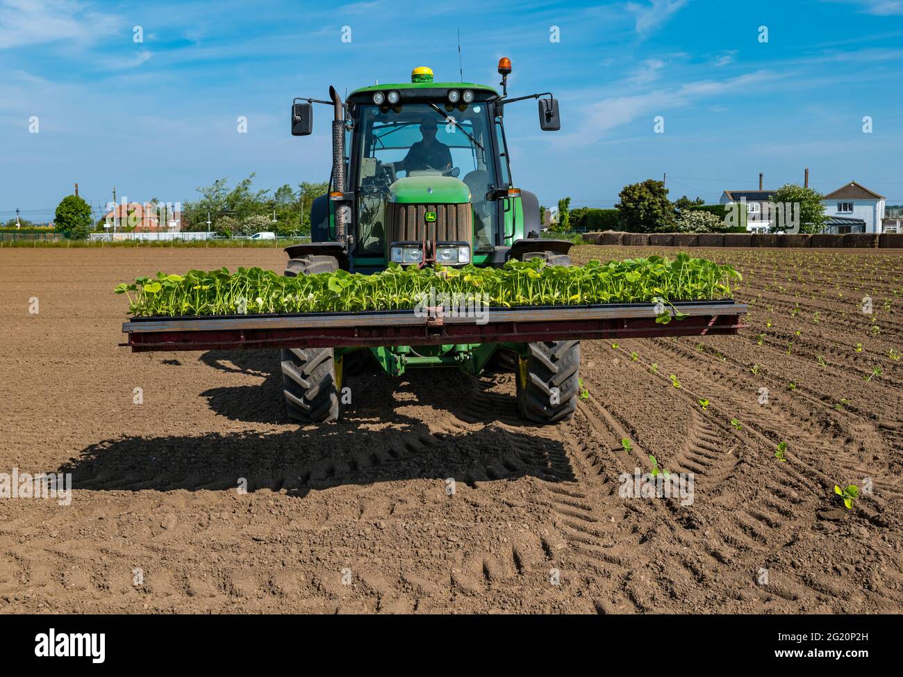 Pumpkin plant seedlings being planted in field using tractor machinery, Kilduff Farm, East Lothian, Scotland, UK Stock Photo