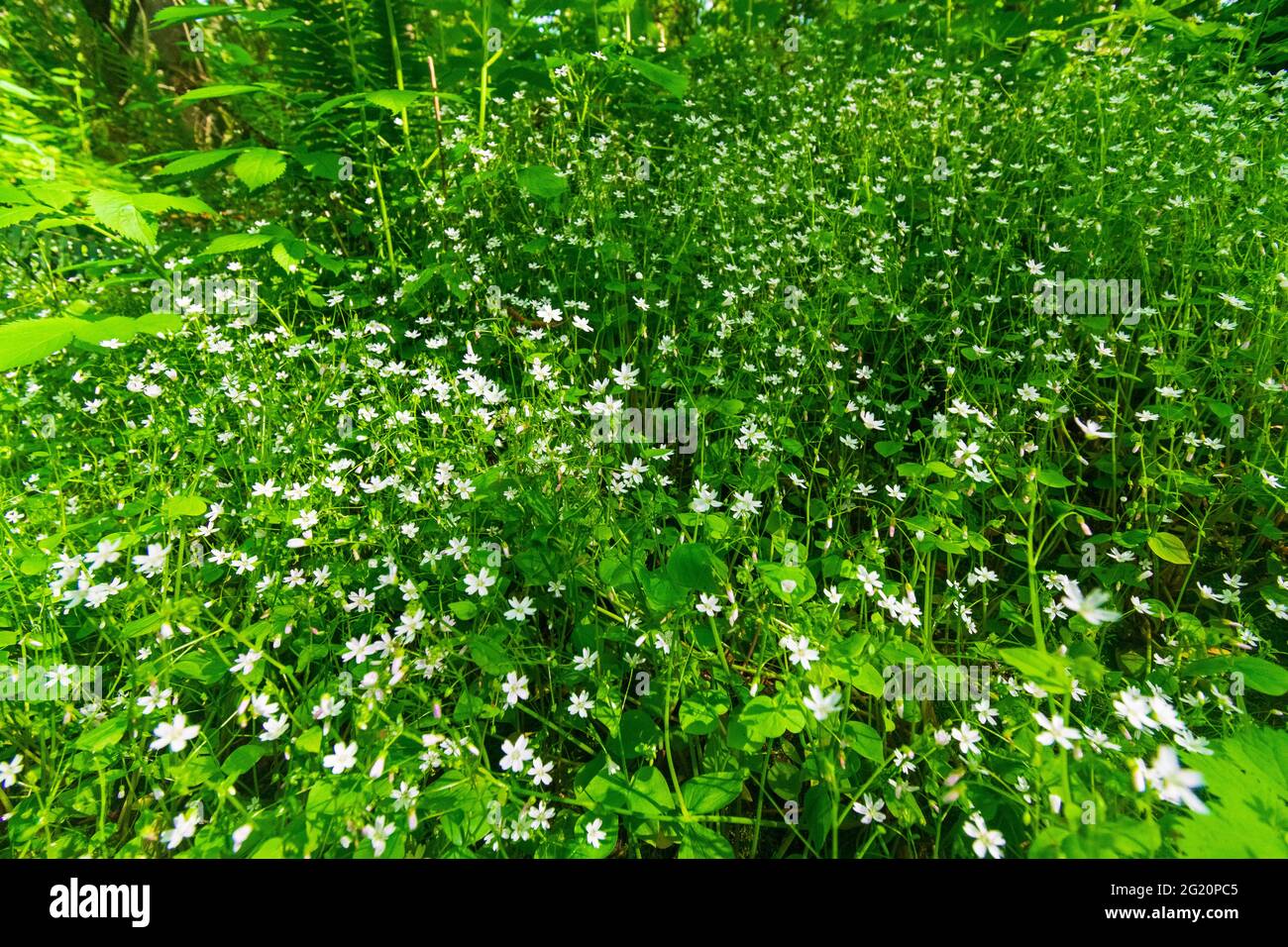 A pop of white flowers against a lush green backdrop in forest Stock Photo