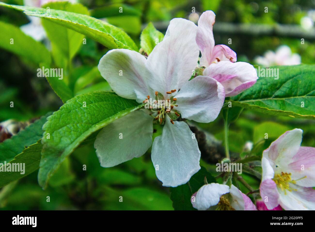 A white and pink flower blooms in Spring in the Pacific Northwest Stock Photo