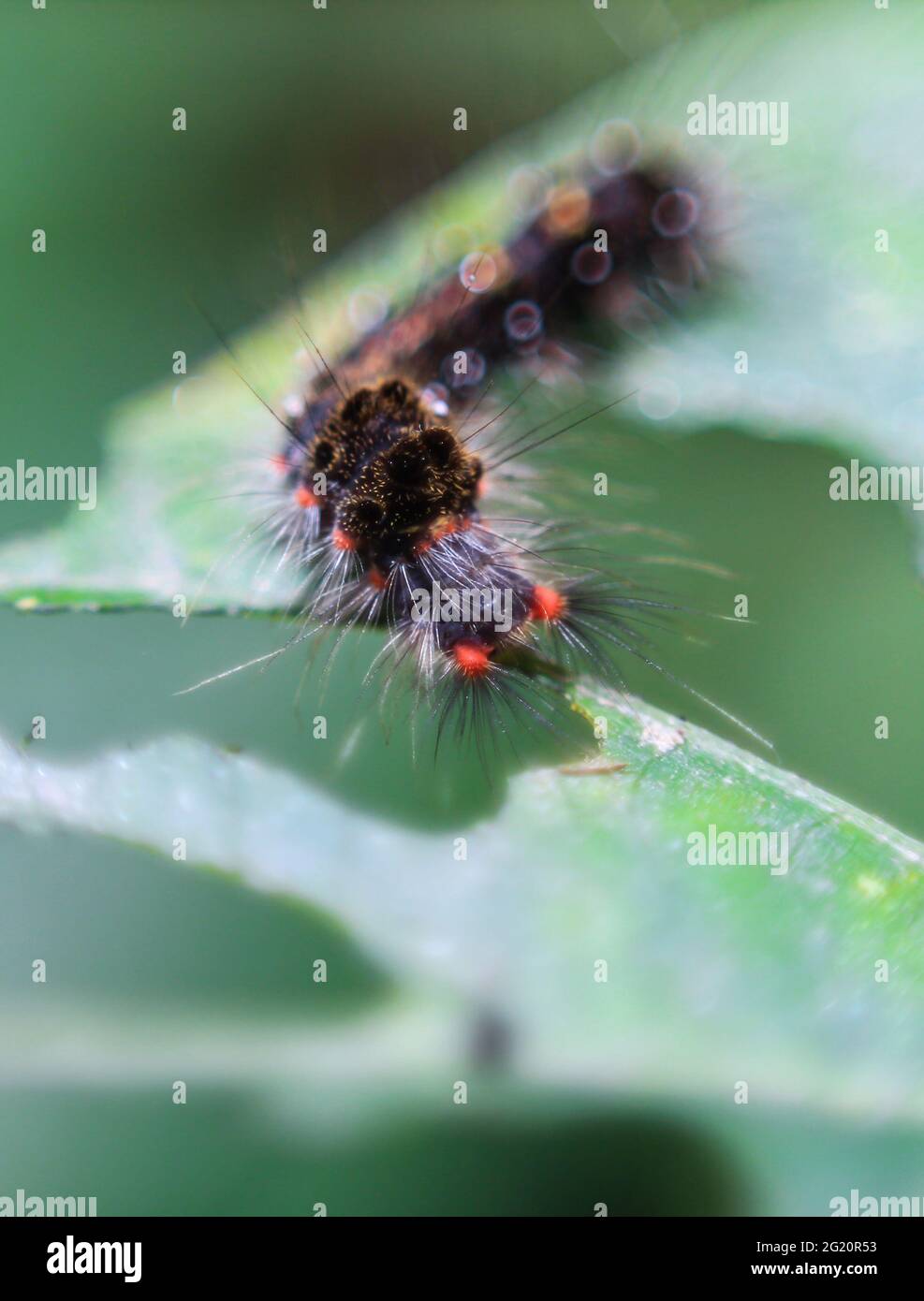 Caterpillar (lepidoptera)are voracious feeders and very damaging to crops. Hairy Caterpillar. Stinging caterpillar destroy vegetable leaf. Stock Photo