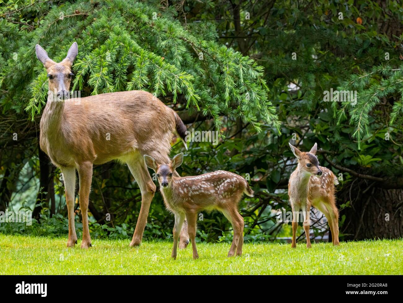 Columbia black tail deer hi-res stock photography and images - Alamy