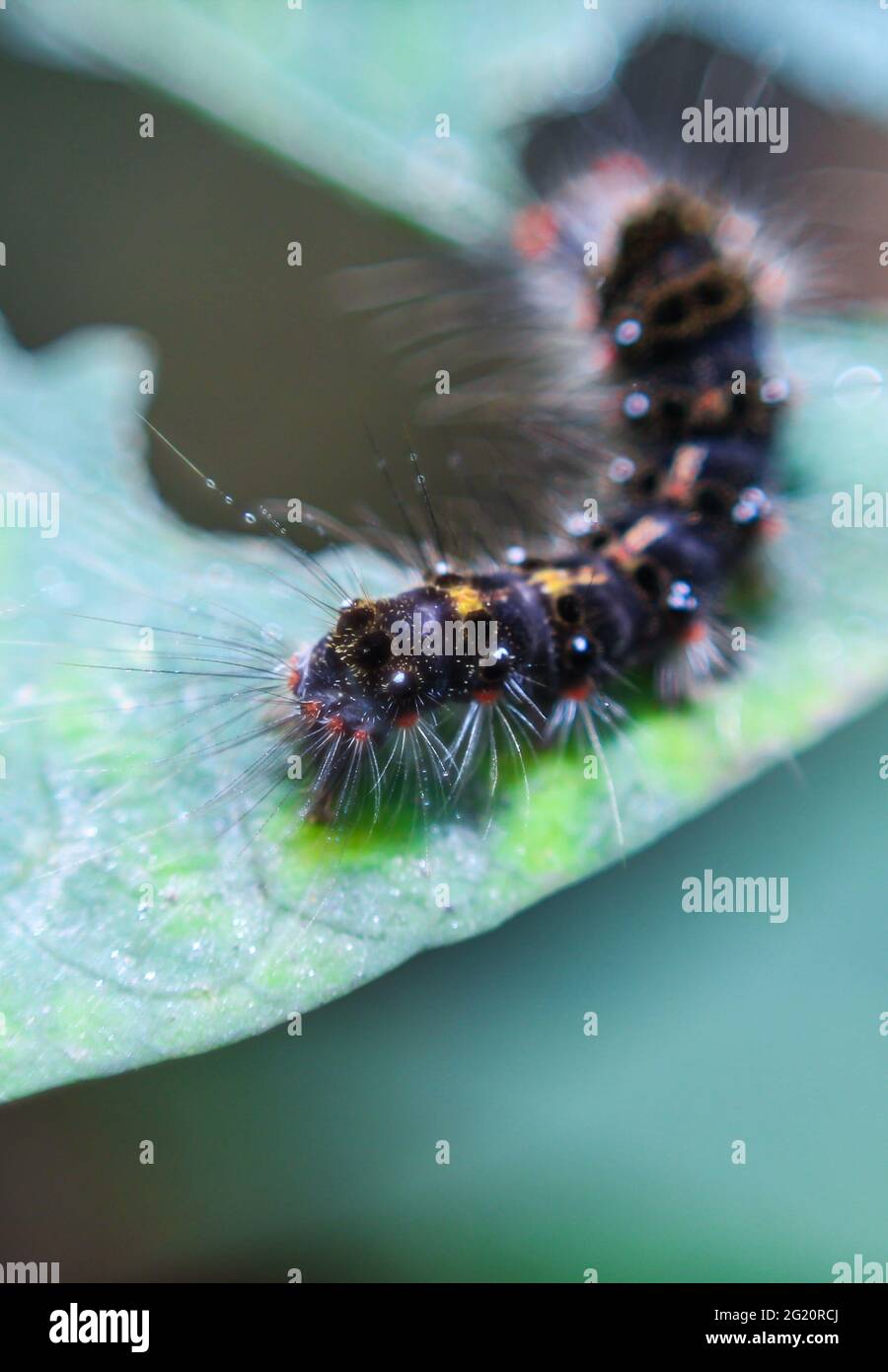 Caterpillar (lepidoptera)are voracious feeders and very damaging to crops. Hairy Caterpillar. Stinging caterpillar destroy vegetable leaf. Stock Photo