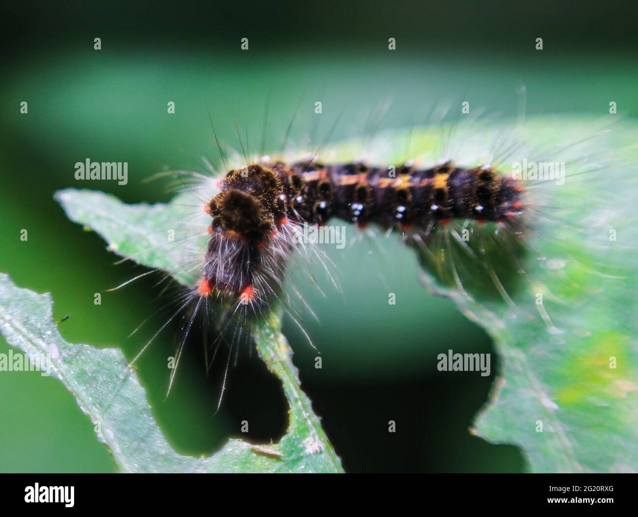 Caterpillar (lepidoptera)are voracious feeders and very damaging to crops. Hairy Caterpillar. Stinging caterpillar destroy vegetable leaf. Stock Photo