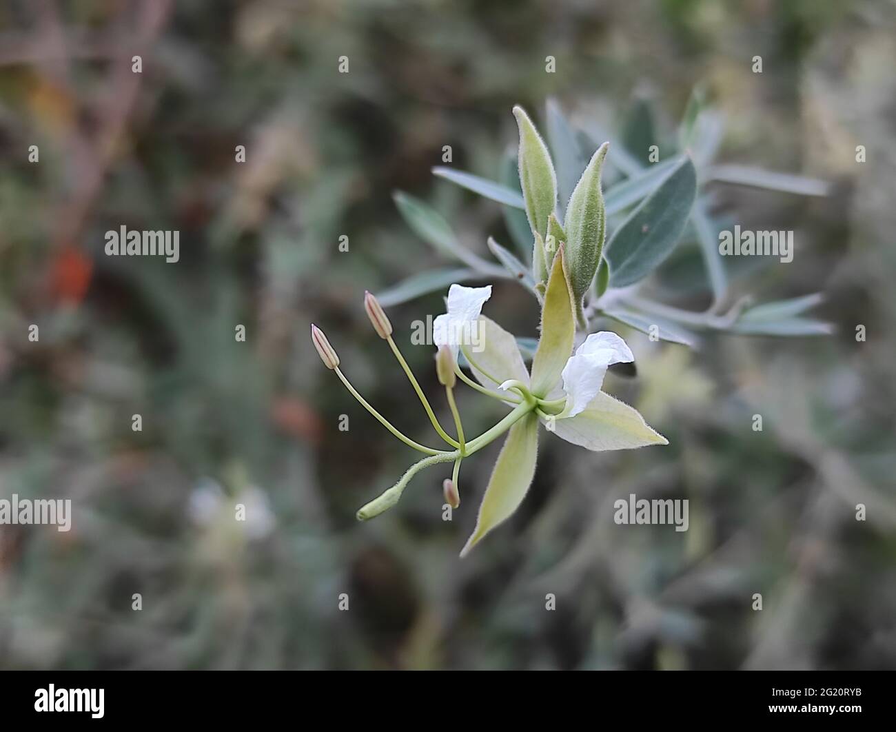 Rue grown as hi-res stock photography and images - Alamy