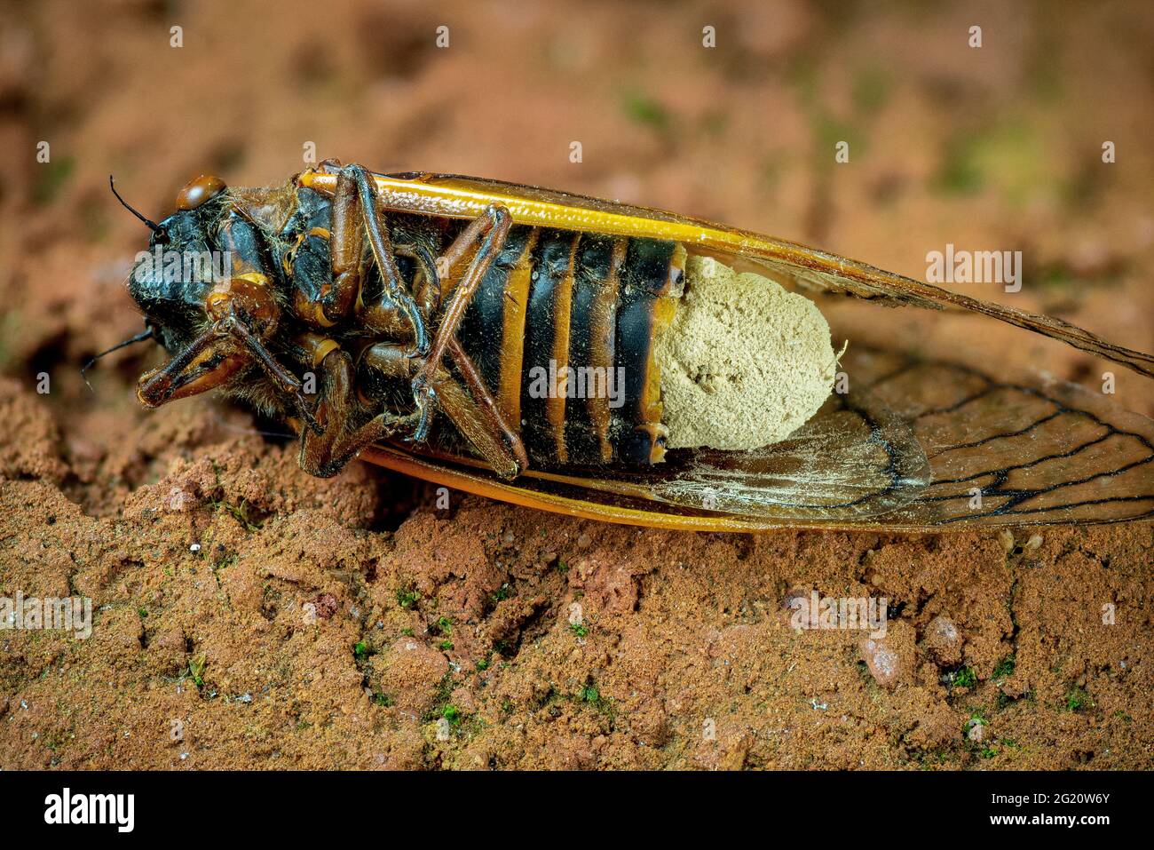17-year cicada (Magicicada sp.) killed by fungus (Massospora cicadina) that infects the insect and stimulates it to mate vigorously, further spreading Stock Photo