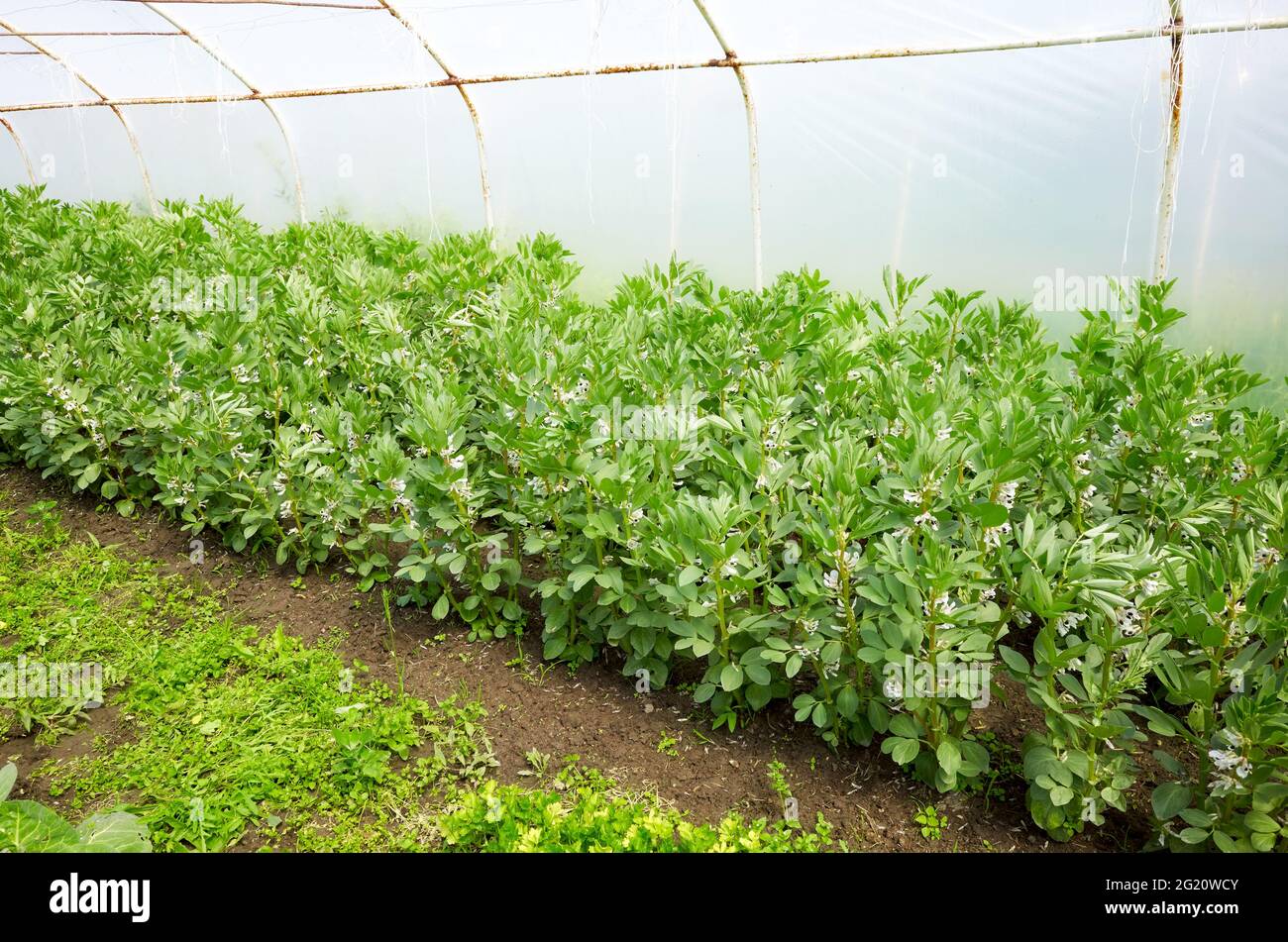 Organic broad bean (Vicia faba) cultivated in a polytunnel. Stock Photo