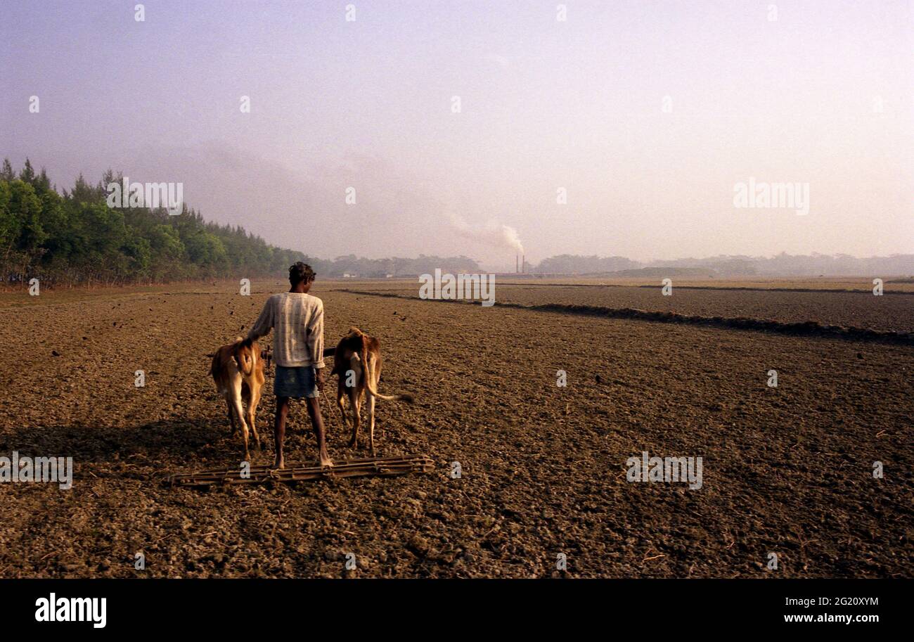 Tilling the land using cattle in preparation of planting of rice or