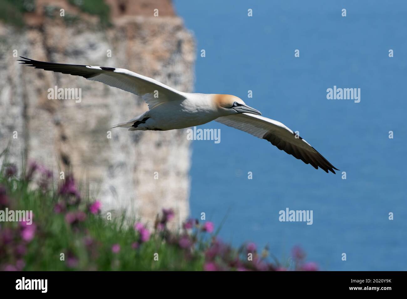 Northern Gannet (Morus bassanus) soaring above the Red Campion flower covered tops of Bempton’s white chalk cliffs Stock Photo