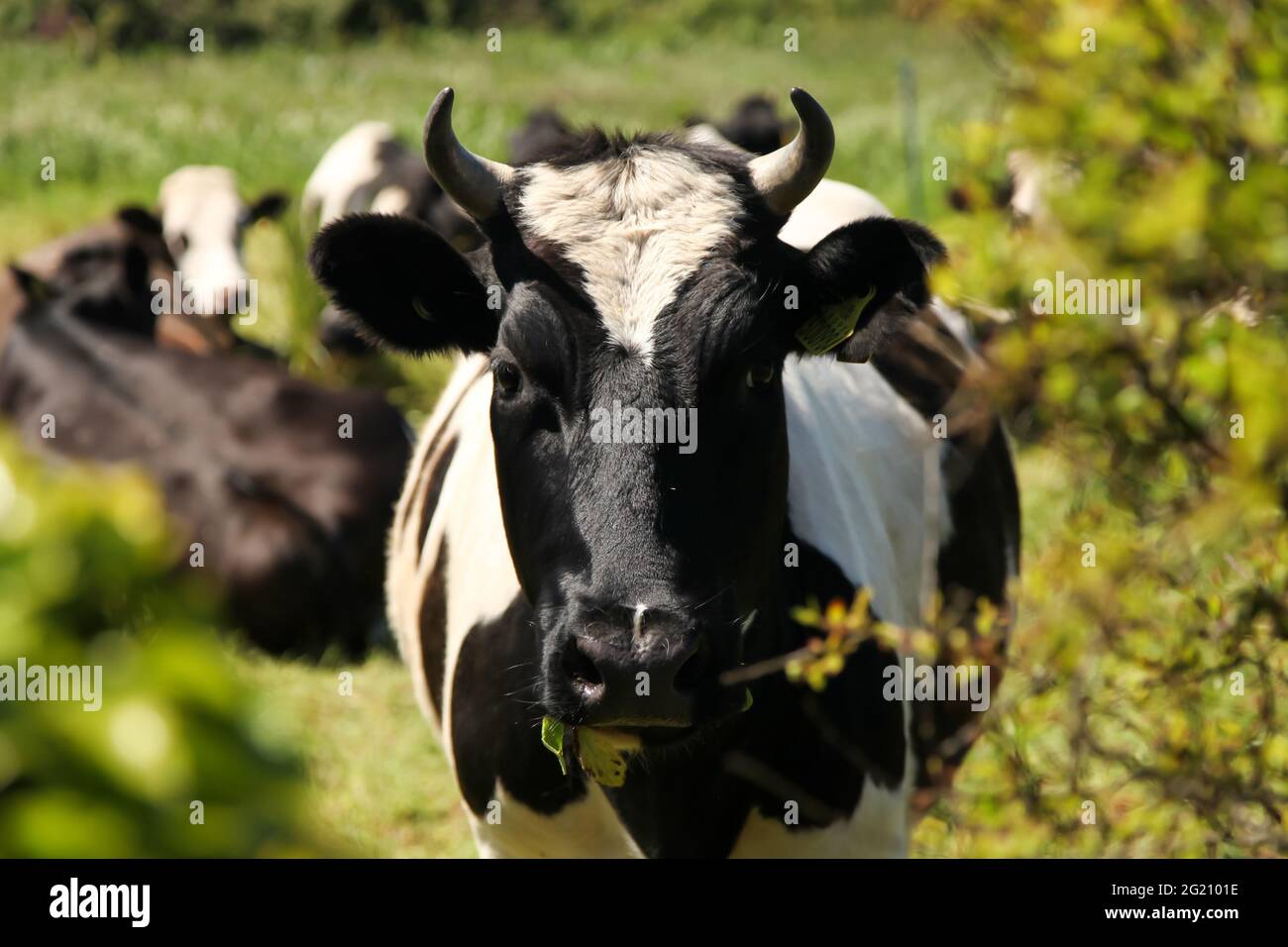 Holstein Cow Head High Resolution Stock Photography and Images - Alamy