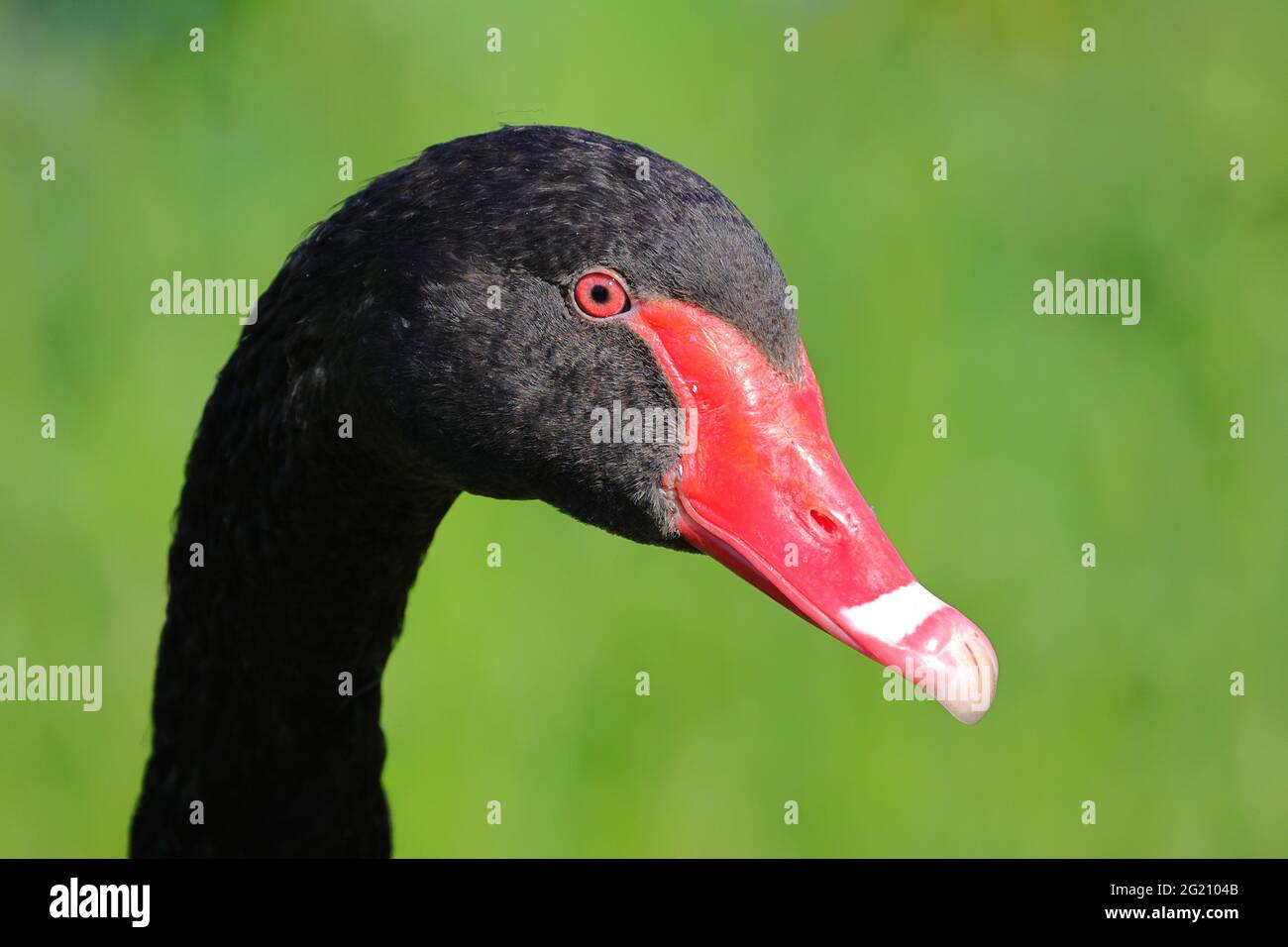 Black Swan High Resolution Stock Photography And Images Alamy