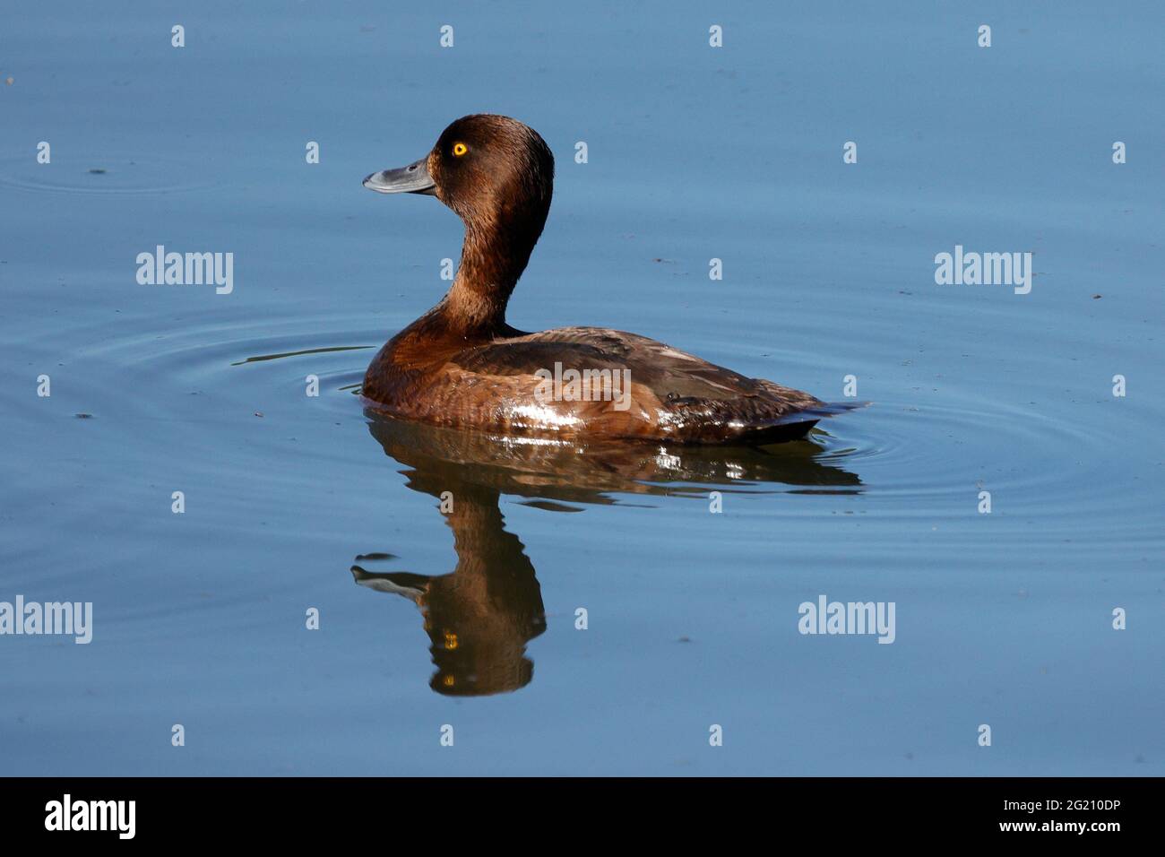 Female Tufted Duck of the birdlife at Trentham Gardens UK including