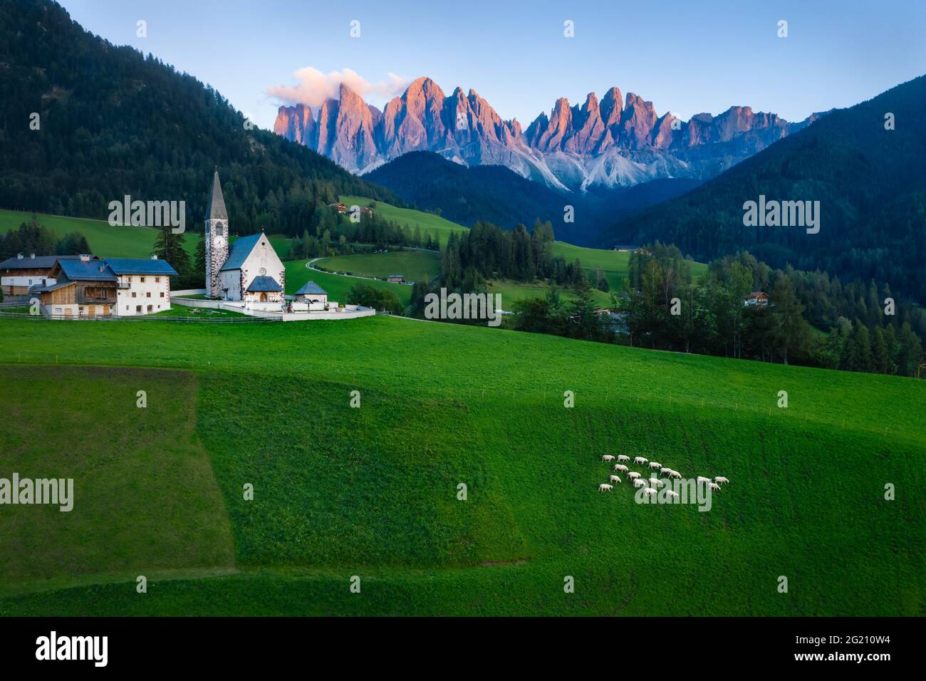 Group of white sheep on a meadow in front of Santa Maddalena church. Val di Funes, Val di Funes. Dolomites, Trentino Alto Adige, Italy, Europe. Stock Photo