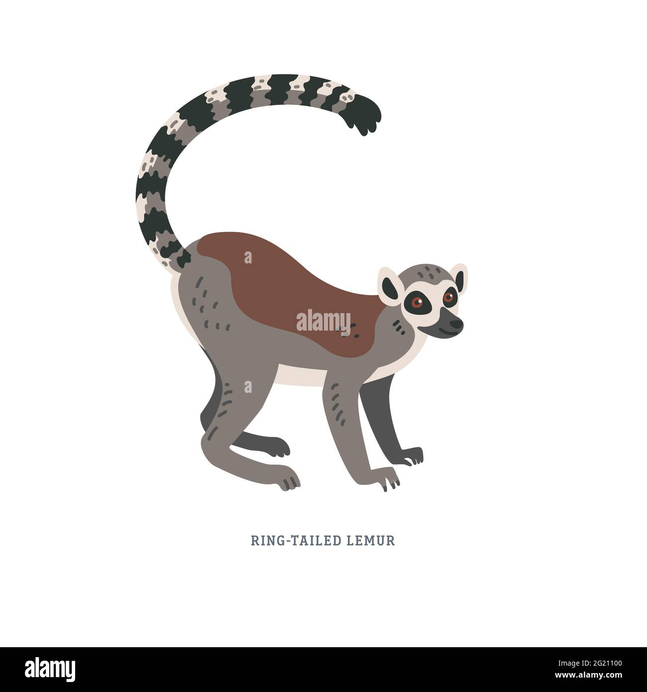Ring-tailed lemur or Lemur catta - large strepsirrhine primate with long black and white ringed tail. Simple Colorful vector illustration in flat cart Stock Vector
