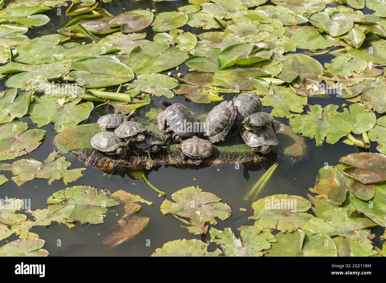 Eleven red-eared turtles sit on a green island in a pond covered with leaves of nymphs and lotuses Stock Photo