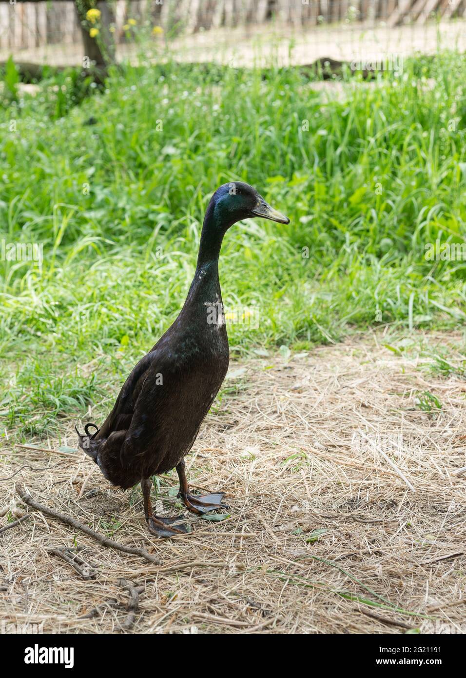 Indian Runner duck-decorative meat - eating duck popular with poultry farmers in different countries - on green grass Stock Photo