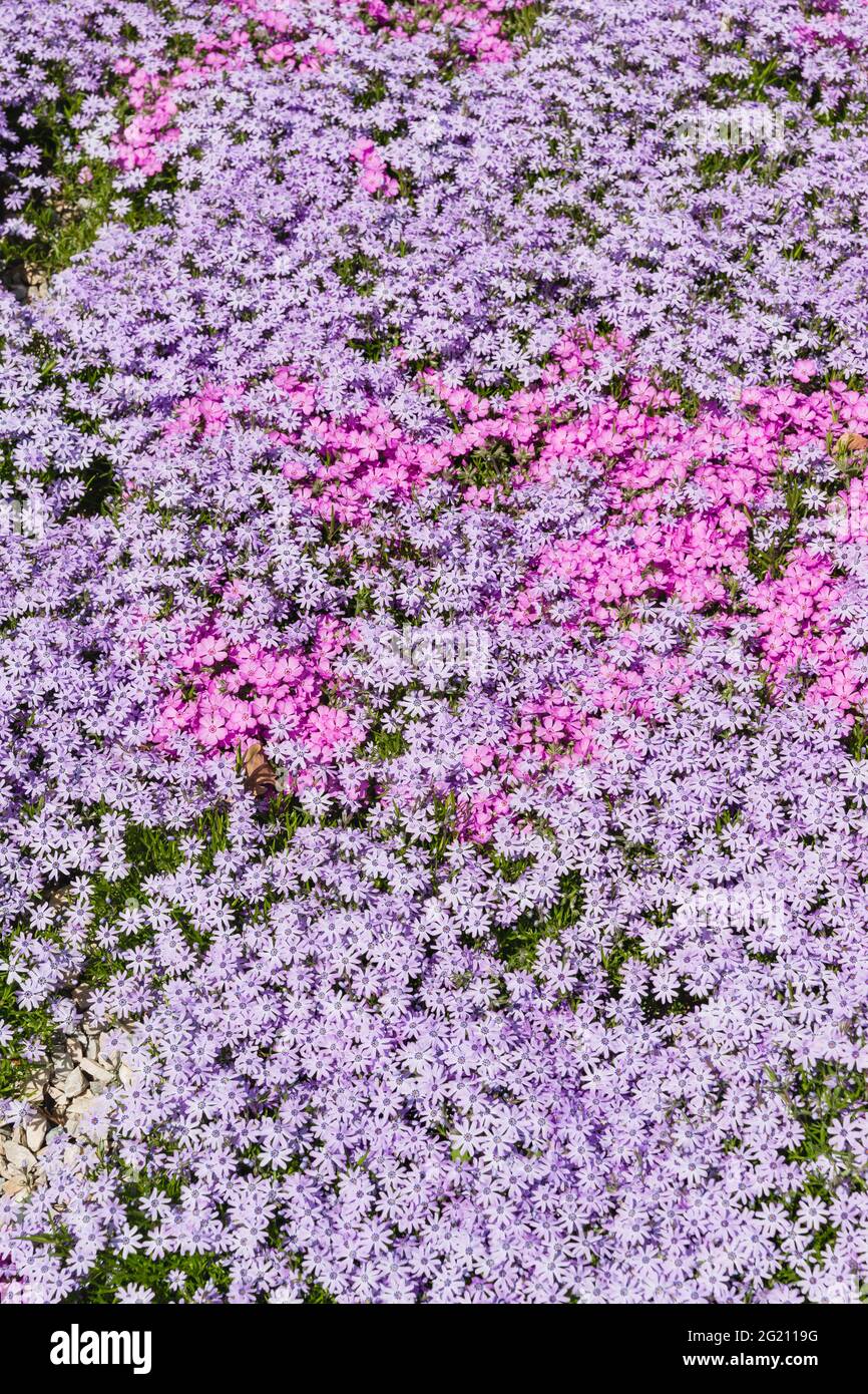 Creeping solid carpet on the flowerbed phlox awl-shaped white, pink and lilac flowers. Floral background Stock Photo