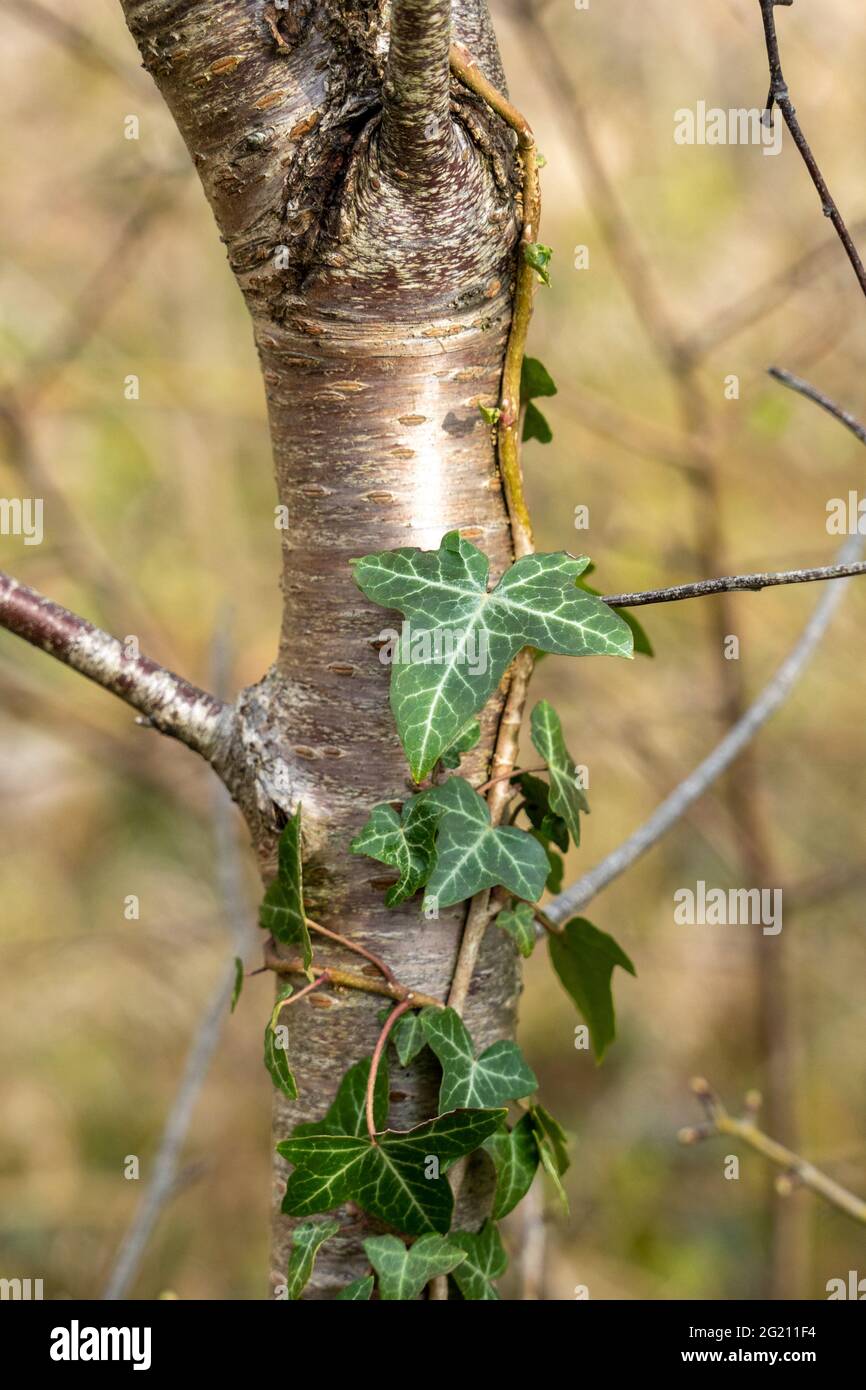 Vines wrapped around tree hi-res stock photography and images - Alamy