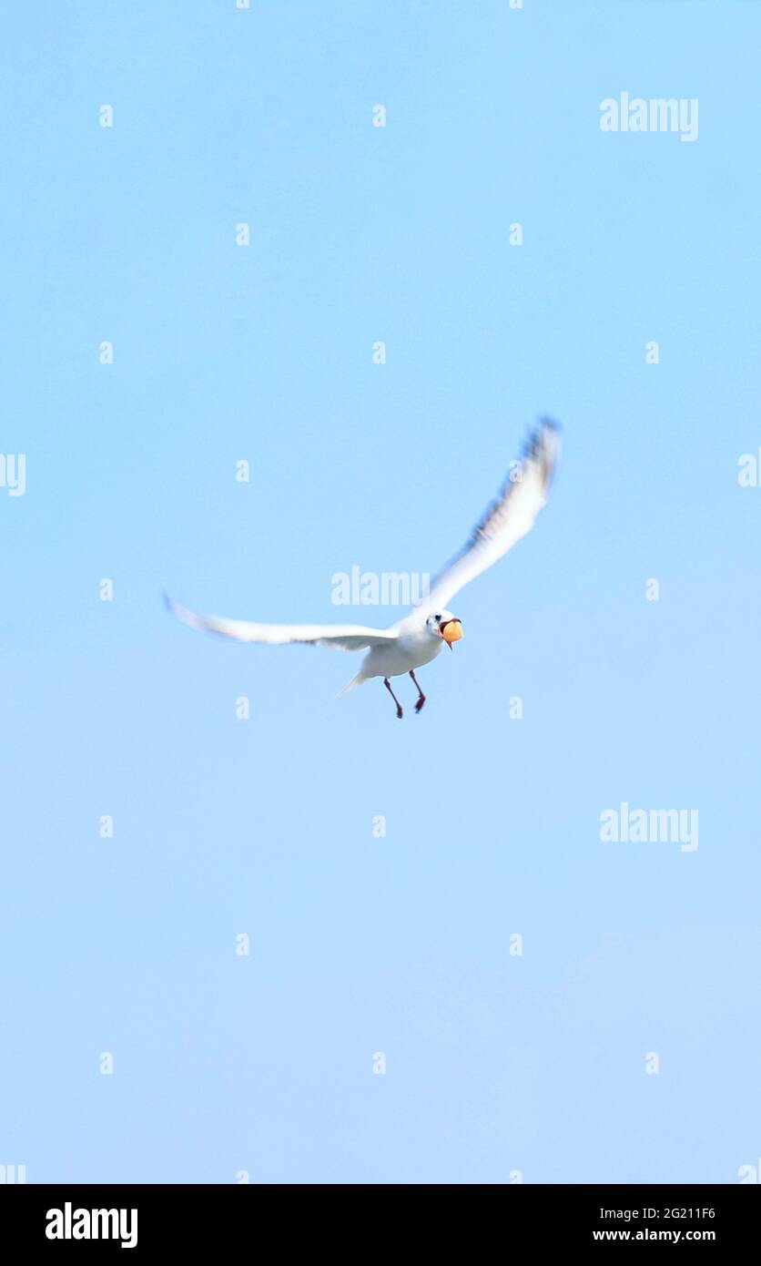 Seagull catching piece of food thrown by tourist. Flying seagull catching food with the blue sky background. Stock Photo