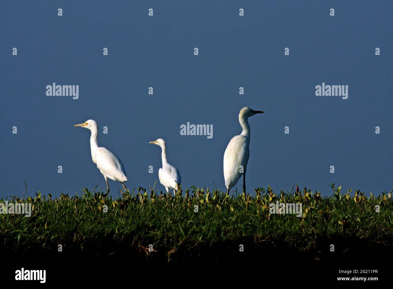 The Cattle Egret, Bubulcus ibis, locally known as ‘go bok’ is a small white heron found near water-bodies, cultivated fields, usually near grazing cattle. Nijhum Dwip, Noakhali, Bangladesh. October 30, 2009. Stock Photo