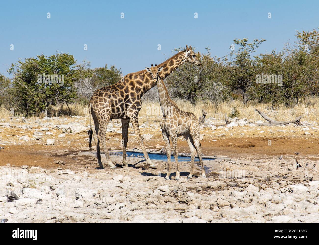 At a waterhole in Etosha National Park, Namibia: two giraffes stand beside the water hole and watch out for enemies before they start to drink Stock Photo