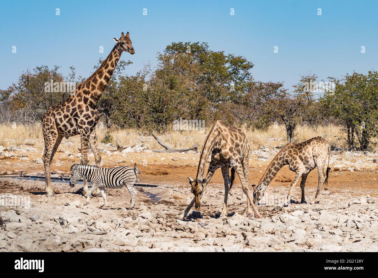 Meeting at a waterhole in Etosha National Park, Namibia: two giraffes drinking while the third giraffe watches out. A zebra walks by Stock Photo