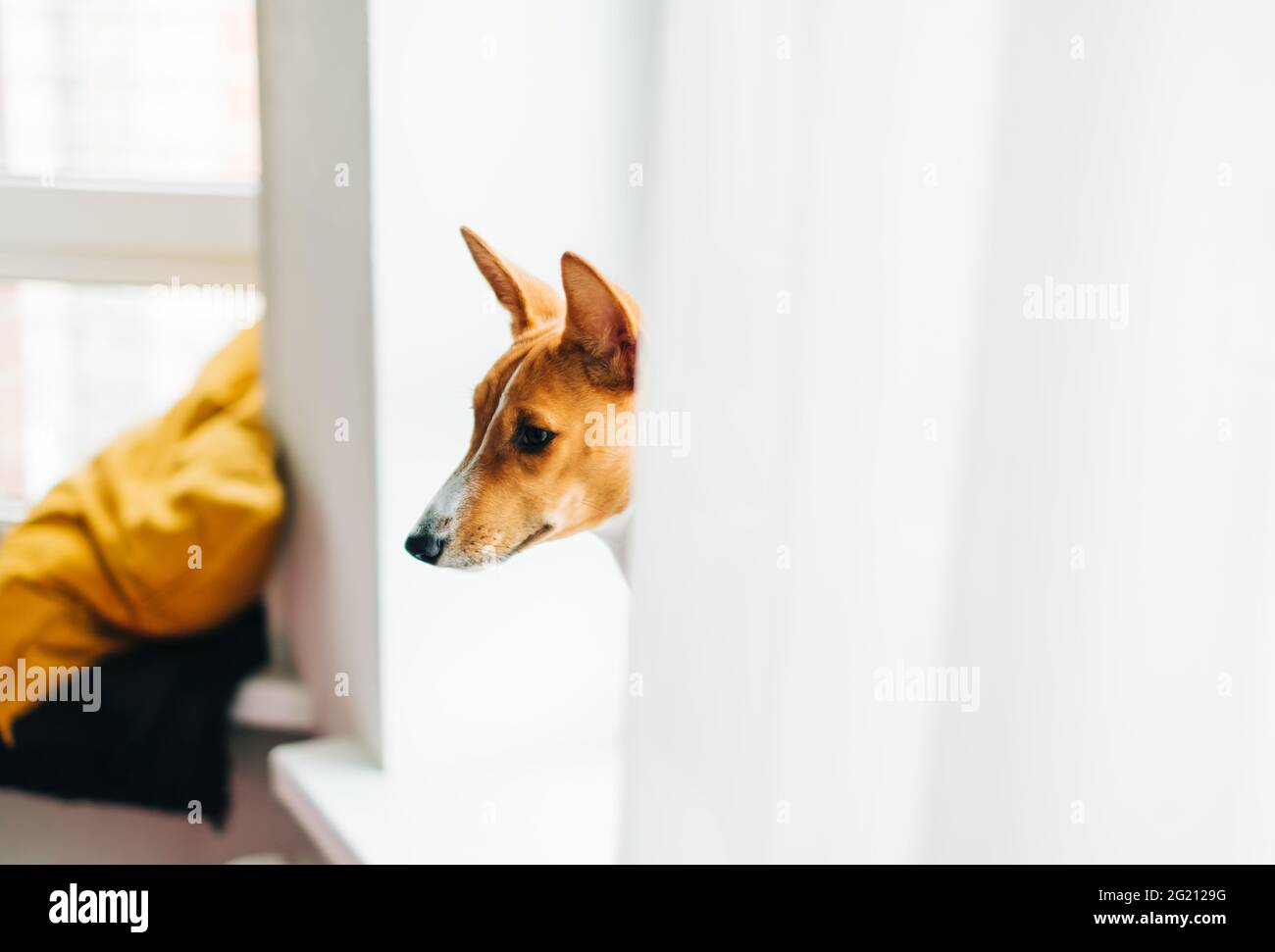 Portrait of basenji puppy dog at home on windowsill Stock Photo - Alamy