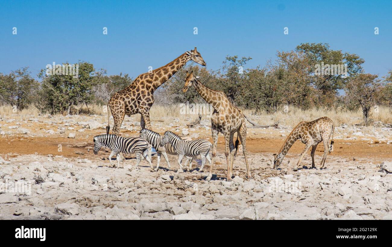 Meeting at a waterhole in Etosha National Park, Namibia: three giraffes drinking while some zebras walk by peacefully Stock Photo