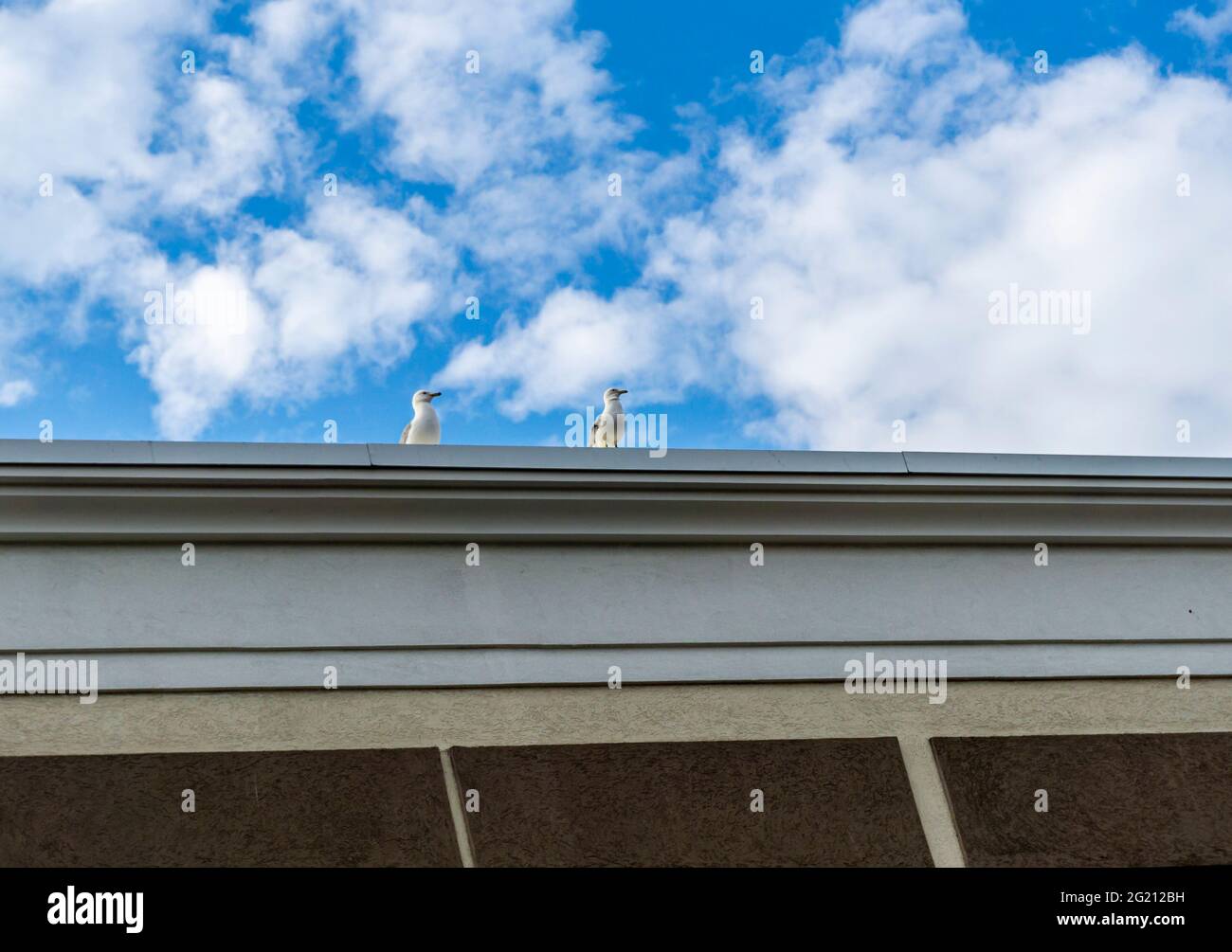 projektor Continental sekundær Standing on the edge of a building hi-res stock photography and images -  Alamy