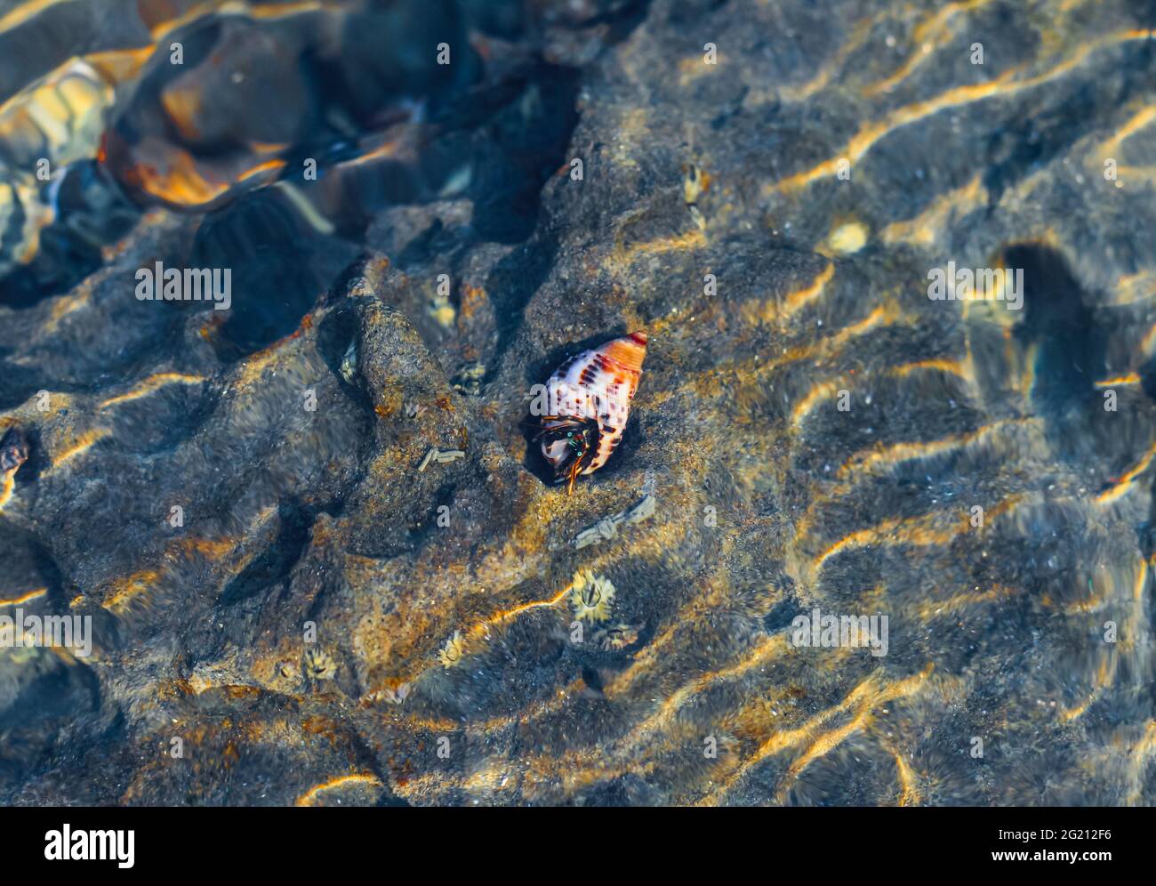 Rare Photography, Alive seashell walking on the rock underwater. Alive seashell in underwater. Underwater photography. Stock Photo