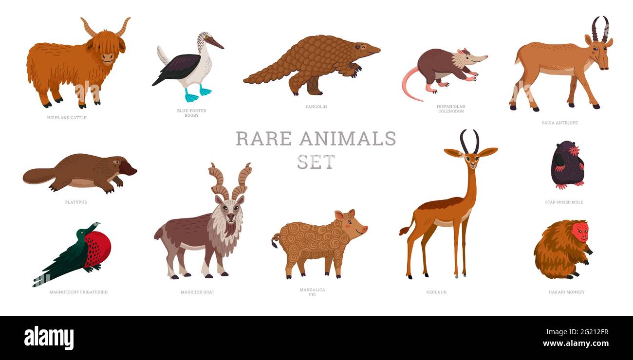 Rare animal collection. World Rarest Animals. Flat style vector  illustration isolated on white background Stock Vector Image & Art - Alamy