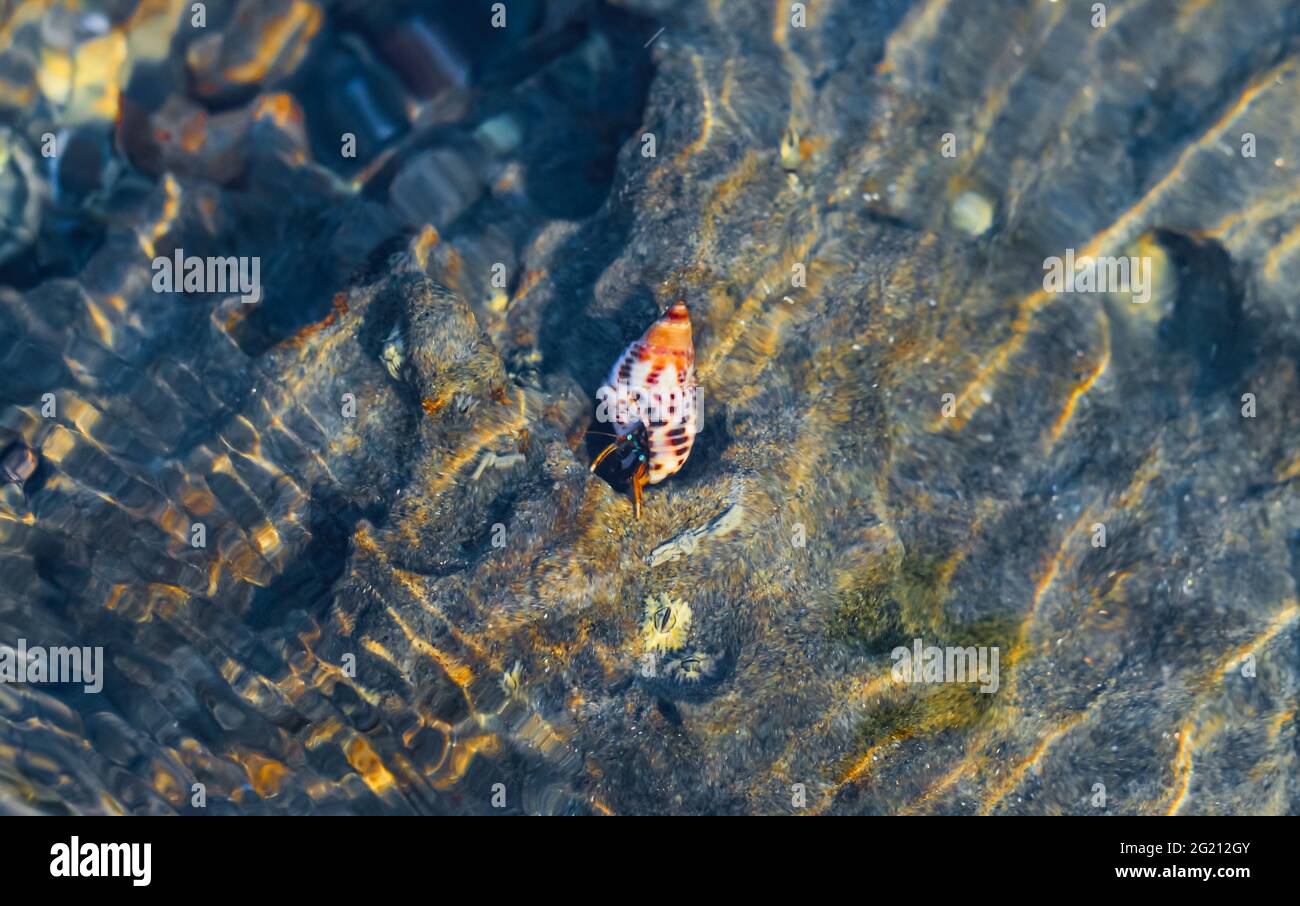 Rare Photography, Alive seashell walking on the rock underwater. Alive seashell in underwater. Underwater photography. Stock Photo
