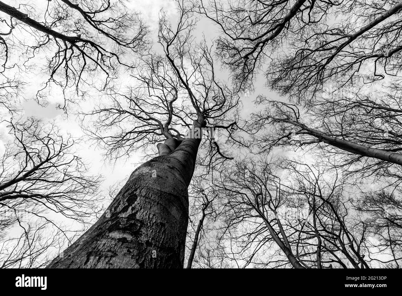 Fagus sylvatica garden tree Black and White Stock Photos & Images - Alamy