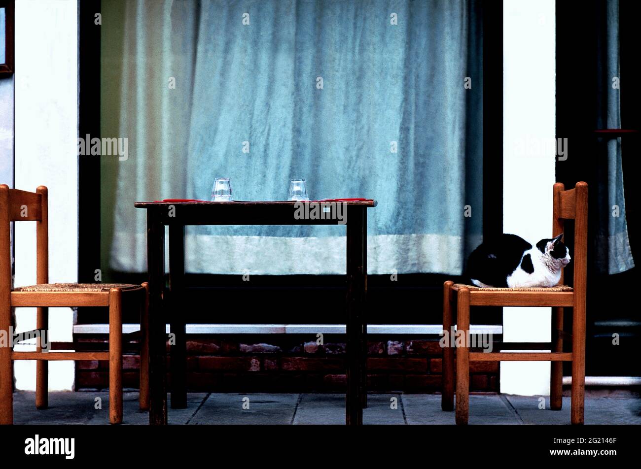 Image of a Cat sitting at a Restaurant in the Cannaregio District of Venice. Stock Photo