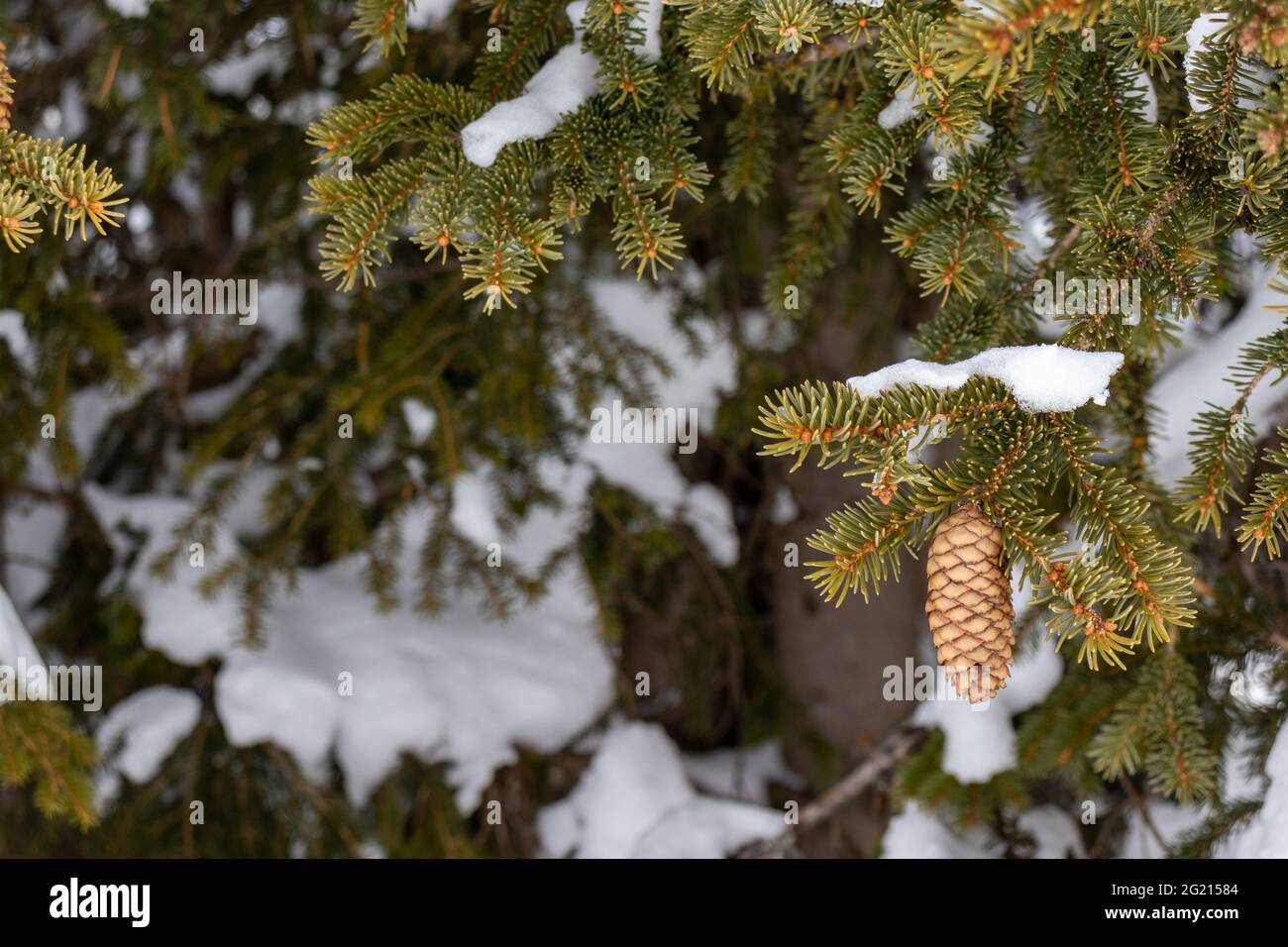 Selective focus shot of spruce trees with pine in winter Stock Photo ...
